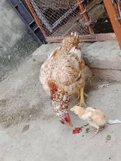 aseel chicks active for sale