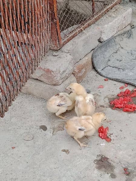 aseel chicks active for sale 2
