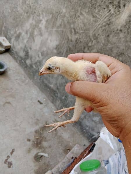 aseel chicks active for sale 3