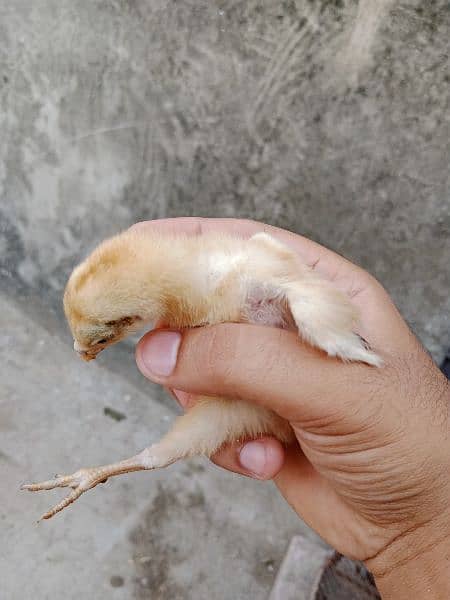 aseel chicks active for sale 4