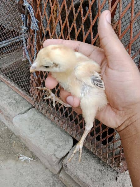 aseel chicks active for sale 6
