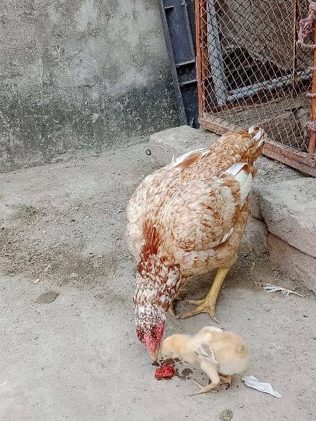 aseel chicks active for sale 7