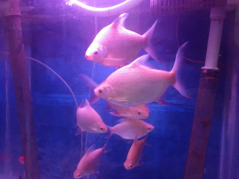 Aquarium fish tinfoiled barb 1