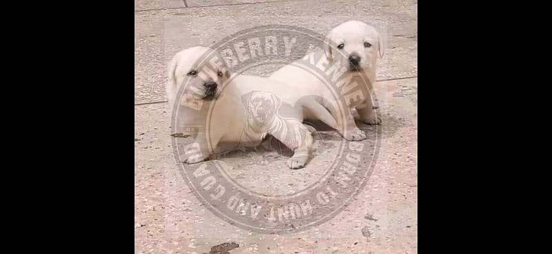 British Labrador Puppies pedigree 4