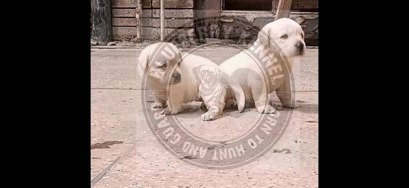 British Labrador Puppies pedigree 9