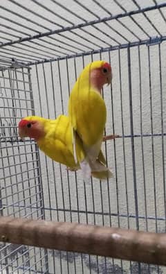Love birds / Australian parrots