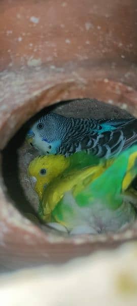 Love birds / Australian parrots 2