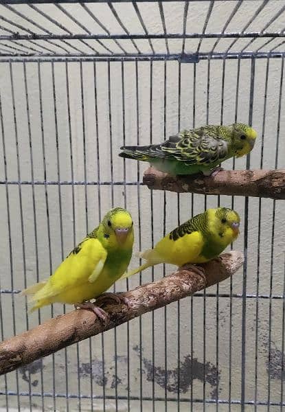 Love birds / Australian parrots 3