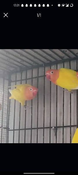 Love birds / Australian parrots 1
