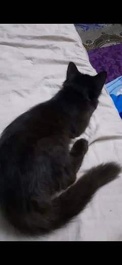 grey female cat kitten