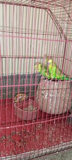 Jumbo Budgies Pair with a new Cage