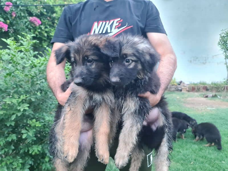 German Shepherd puppies 2
