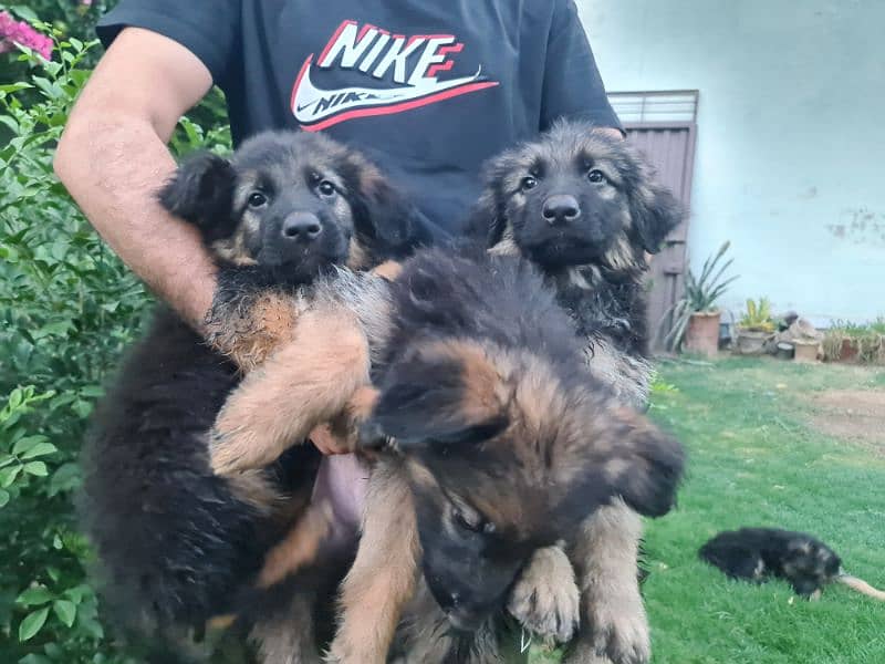 German Shepherd puppies 4