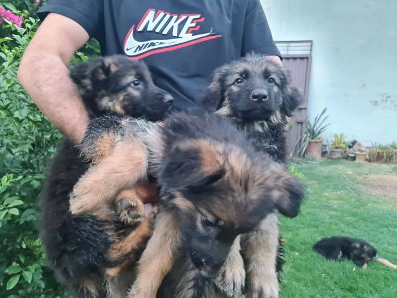 German Shepherd puppies 5