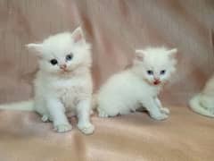 Cute Persian kittens for sale.