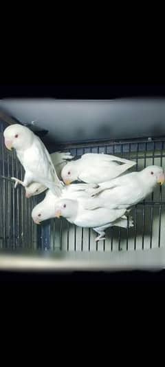 Albino red eyes and split 03234586913