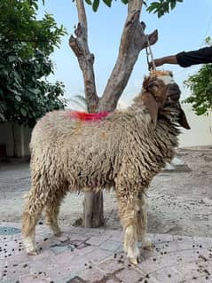 Chatra For Sale / Bakra / Qurbani /sheep /Chatray for sale