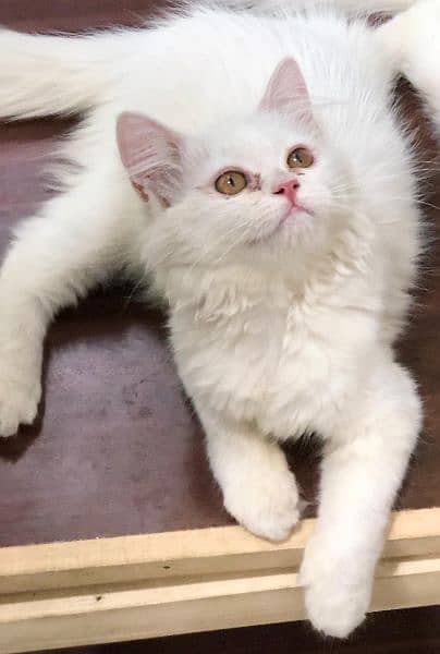 Persian Punch face triple coat cat Kitten 6