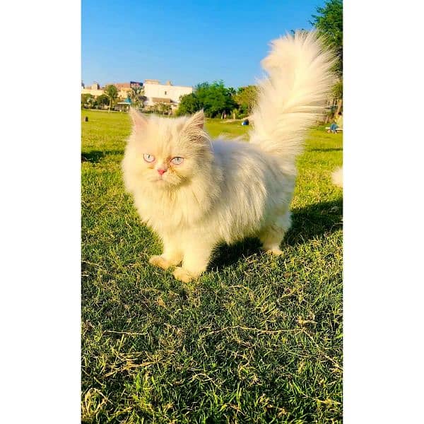 Persian Punch face triple coat cat Kitten 9