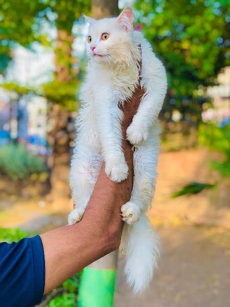 Persian Punch face triple coat cat Kitten 12