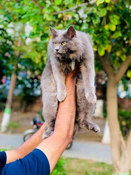 Persian Punch face triple coat cat Kitten 15