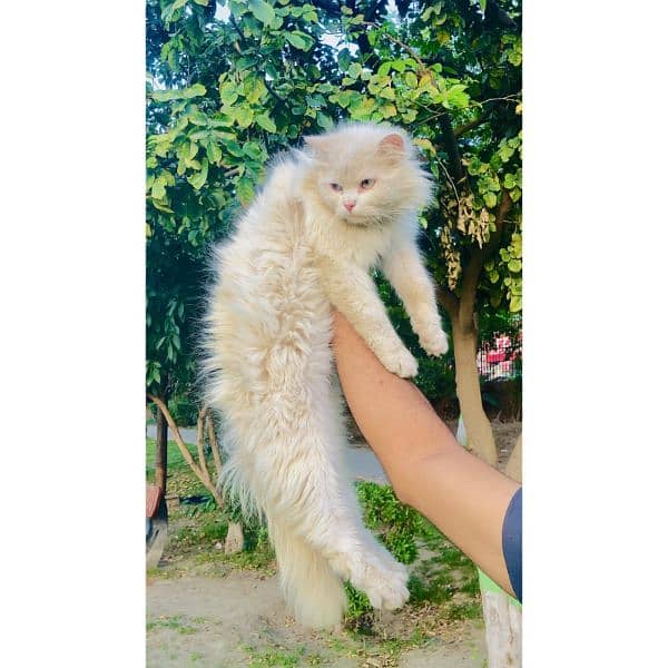 Persian Punch face triple coat cat Kitten 17