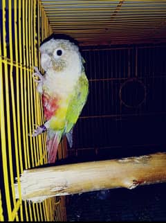 conour parrot