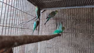 Bujri australian parrots