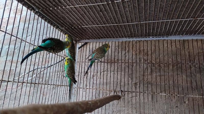 Bujri australian parrots 03 Pairs 1