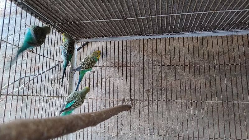 Bujri australian parrots 03 Pairs 2