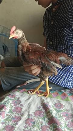 mianwali aseel hen and chicks urgent sale 0