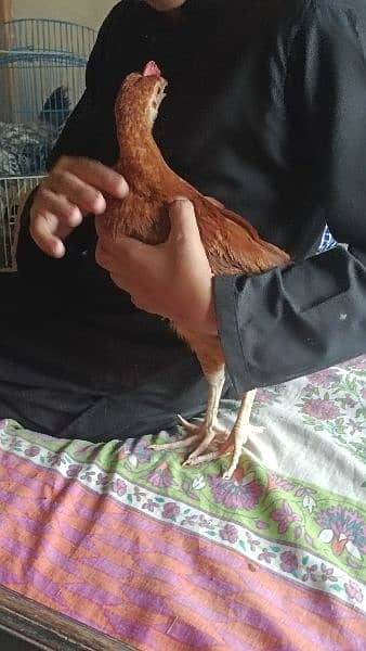 mianwali aseel hen and chicks urgent sale 1