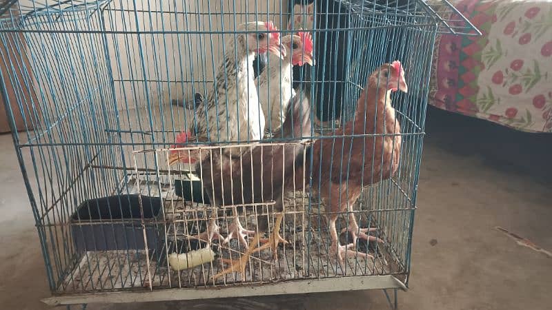 mianwali aseel hen and chicks urgent sale 5