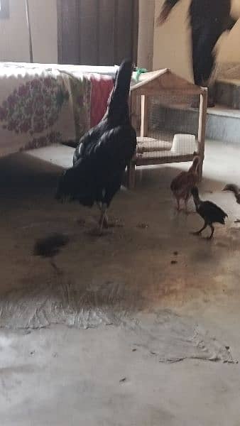 mianwali aseel hen and chicks urgent sale 7