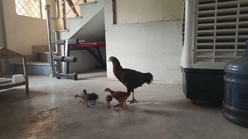 mianwali aseel hen and chicks urgent sale 8
