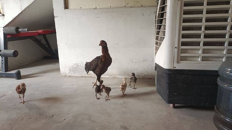 mianwali aseel hen and chicks urgent sale 9