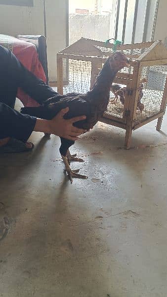 mianwali aseel hen and chicks urgent sale 10