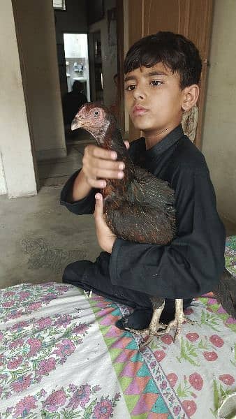 mianwali aseel hen and chicks urgent sale 11