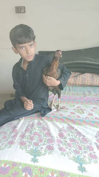 mianwali aseel hen and chicks urgent sale 12