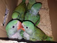 Raw Pahari Parrot Chicks Available Contact 03362838259