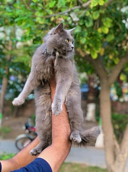 Persian Punch face triple coat cat Kitten 12