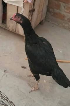 black mianwali hen