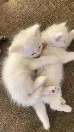 persian kitten and cat for sale