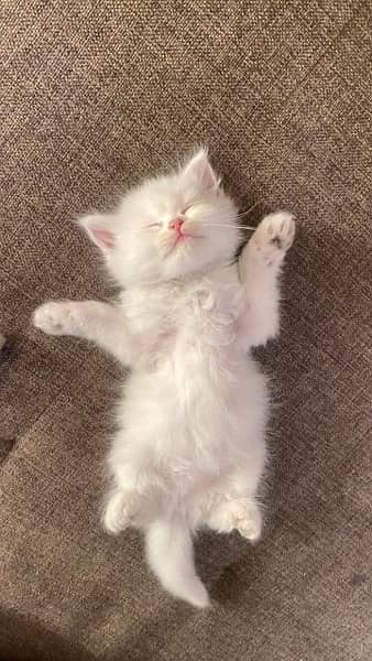 persian kitten and cat for sale 1