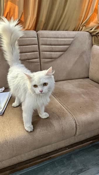 persian kitten and cat for sale 3