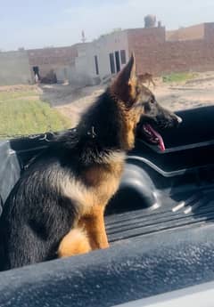 gsd male available