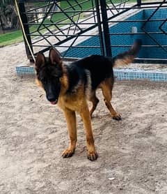 gsd male available exchange possible