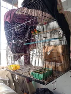 fisher parrot + Folding cage
