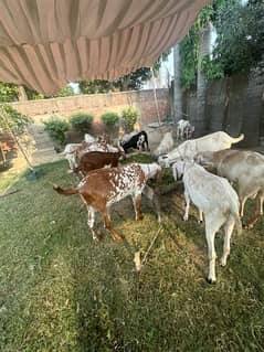 heavy weight qurbani goats availible