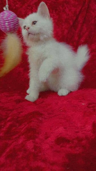 Persian breed odd eyes kittens 1